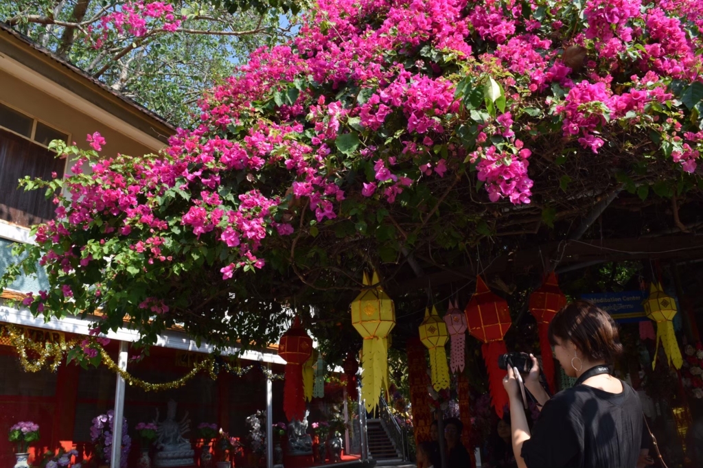 タイ寺院に咲く花